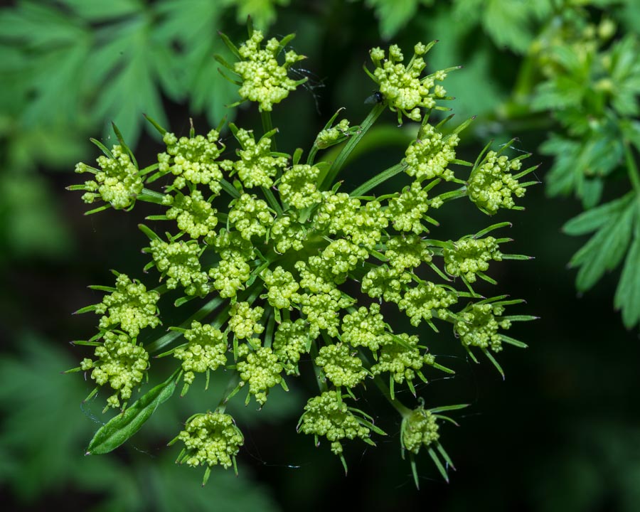 Katapsuxis silaifolia (=Cnidium silaifolium) / Carvifoglio dei boschi